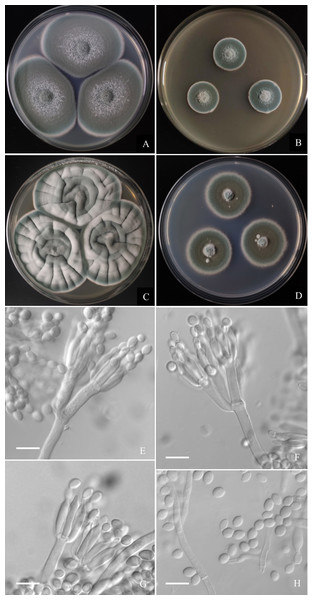 Morphological characters of Penicillium hepuense AS3.16039T incubated at 25 °C for 7 days.