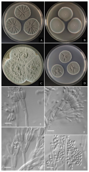 Morphological characters of Penicillium jiaozhouwanicum AS3.16038T incubated at 25 °C for 7 days.