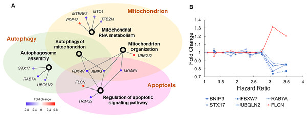 Genes involved in autophagy, apoptosis, and mitochondrial functions.