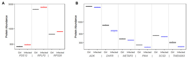 Protein expression of risk factor genes. Boxplot of protein abundance (log scale) in mock controls and SARS-CoV-2 infected cells.