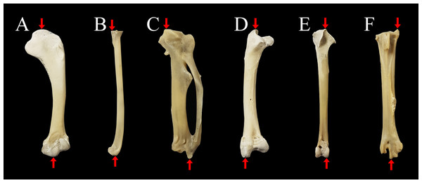 Measurements of limb bones taken in the current study.