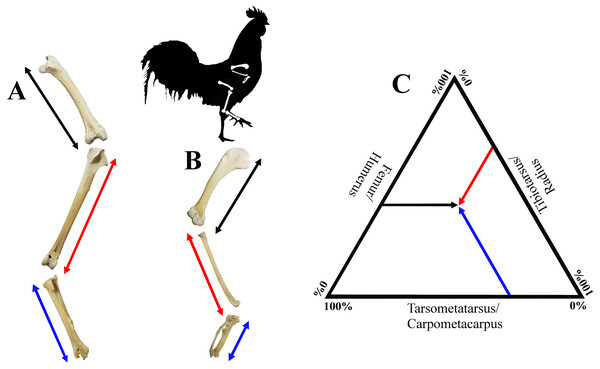 Visualisation of estimates of limb length of the forelimb (A) and the hind limb (B), as well as limb bone proportions in a ternary plot (C).