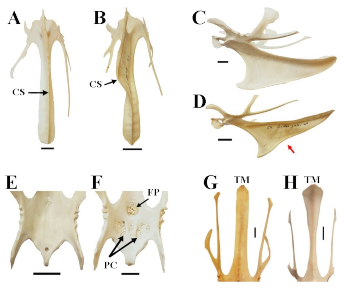 skeletal-variation-in-bird-domestication-limb-proportions-and-sternum