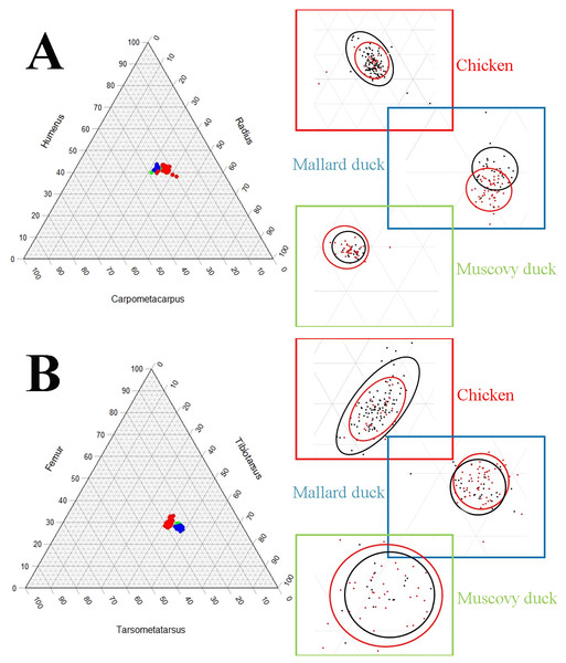 Ternary plots illustrating the limb bone proportions in chicken (red datapoints), mallard duck (blue datapoints) and Muscovy duck (green datapoints) in the forelimb (A) and the hind limb (B).