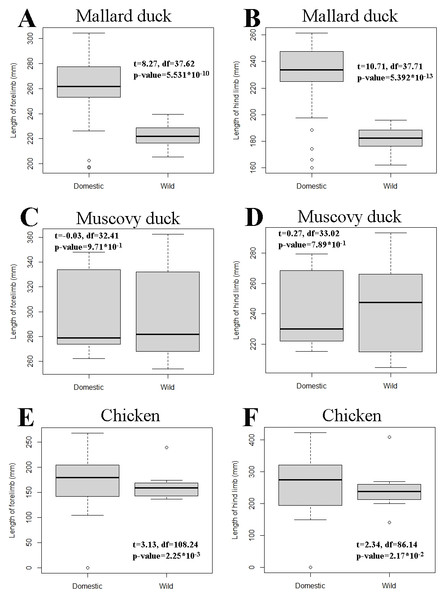 Comparison of limb length between wild and domestic forms in mallard duck (A and B), Muscovy duck (C and D), and chicken (E and F) in box plot form.