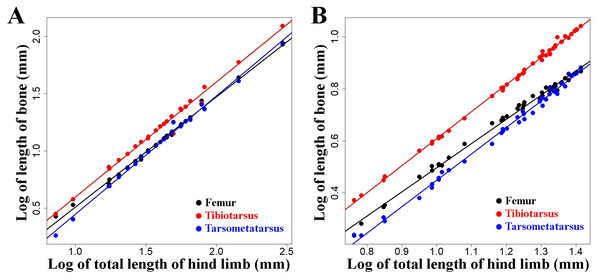 Regressions of log-transformed length of hind limb bones vs. log-transformed lengths of the hind limbs as a proxy for body size in embryonic and juvenile chicken.