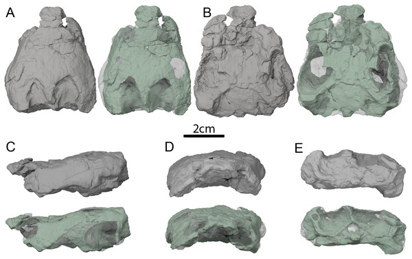 OMNH 66106, skull of Lakotemys australodakotensis, Early Cretaceous (Berriasian-Barremian) of South Dakota, USA.