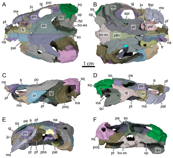 OMNH 66106, skull of Lakotemys australodakotensis, Early Cretaceous (Berriasian-Barremian) of South Dakota, USA.