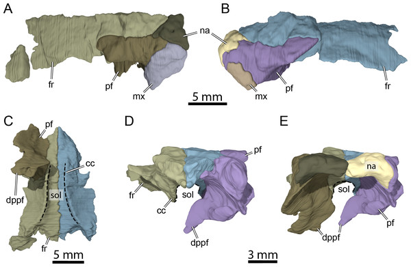 Three-dimensional renderings of isolated bones from the anterior skull roof area of OMNH 66106.