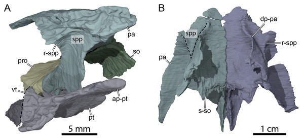 Three-dimensional renderings of the anterior area of the braincase of OMNH 66106.