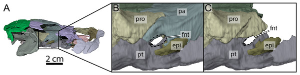 Three-dimensional renderings of the right trigeminal foramen of OMNH 66106.