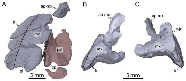 Three-dimensional renderings of the right maxilla and palatine of OMNH 66106.