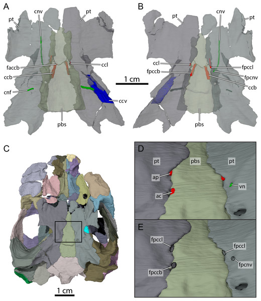 Carotid circulation and vidian canal system of OMNH 66106.