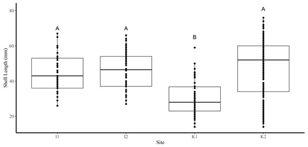 Boxplots of the shell length (mm) of truncate soft-shell clams collected from two sites near Iqaluit (I1 and I2), and two sites near Kimmirut (K1 and K2).