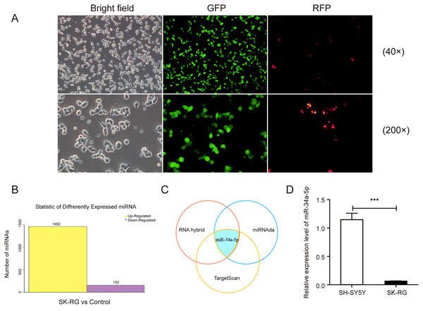 The miR-34a-5p levels were reduced in SK-RG cells.