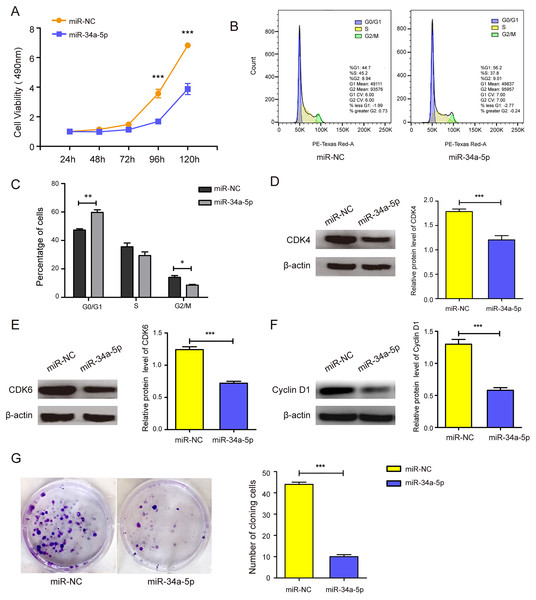 miR-34a-5p inhibited the cell proliferation and the cell cycle in SK-RG cells.
