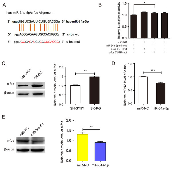 miR-34a-5p had a targeting effect on the c-fos 3′-UTR.