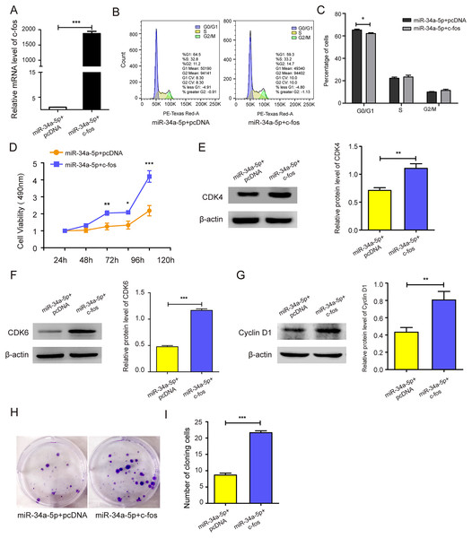 c-fos rescued the effect of miR-34a-5p on the proliferation of SK-RG cells.
