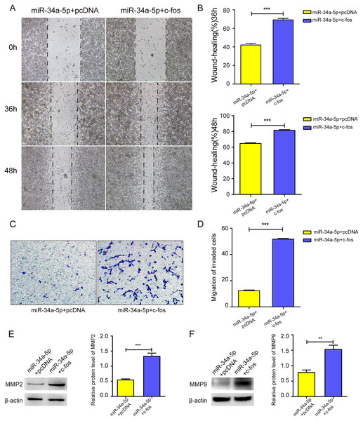 c-fos rescued the effect of miR-34a-5p on the migration of SK-RG cells.