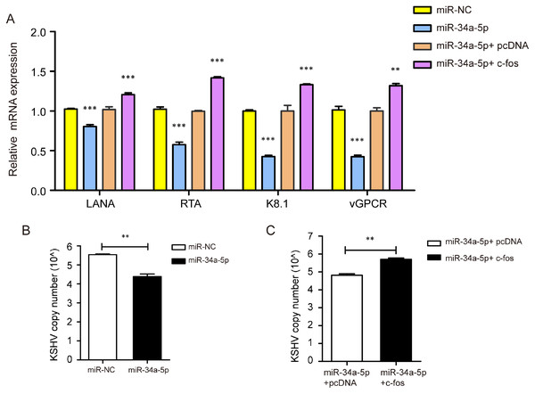 miR-34a-5p decreased the KSHV copy number and virus gene expression, and c-fos rescued the suppressive role.