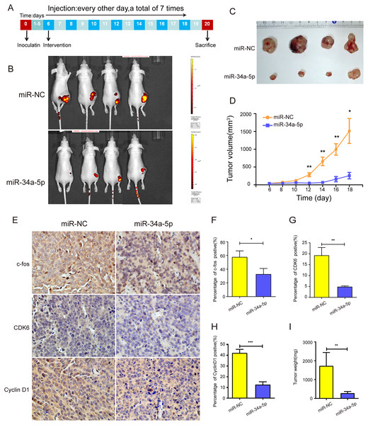 miR-34a-5p effectively inhibited tumor proliferation in nude mice xenograft tumor models.