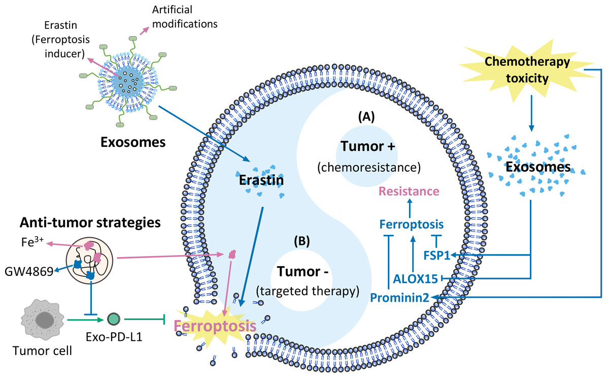 Hanheal exosomes