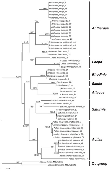 Phylogenetic tree constructed from COI + 16S rDNA + 28S rDNA sequences using the maximum likelihood (ML) approach and Bayesian inference for Formosan Saturniidae.