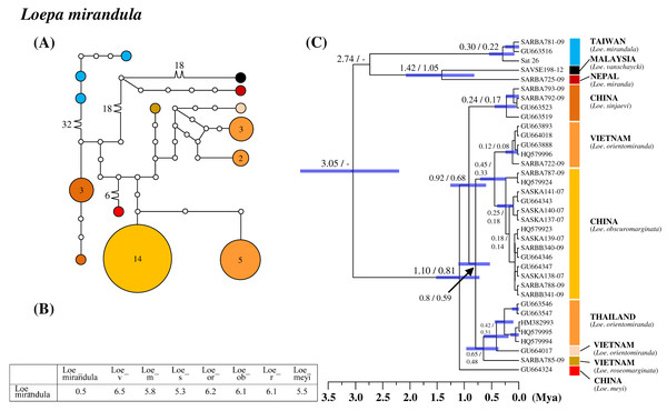 Haplotype network analysis (A), sequence divergence (B), and calibration dating (C) of COI sequences for the Formosan endemic Loepa mirandula and its ally species.