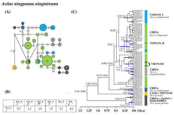 Haplotype network analysis (A), sequence divergence (B), and calibration dating (C) of COI sequences for Actias ningpoana subspecies and its ally Actias species.
