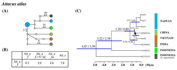 Haplotype network analysis (A), sequence divergence (B), and calibration dating (C) of COI sequences for the Formosan Attacus atlas population and its allopatric populations.
