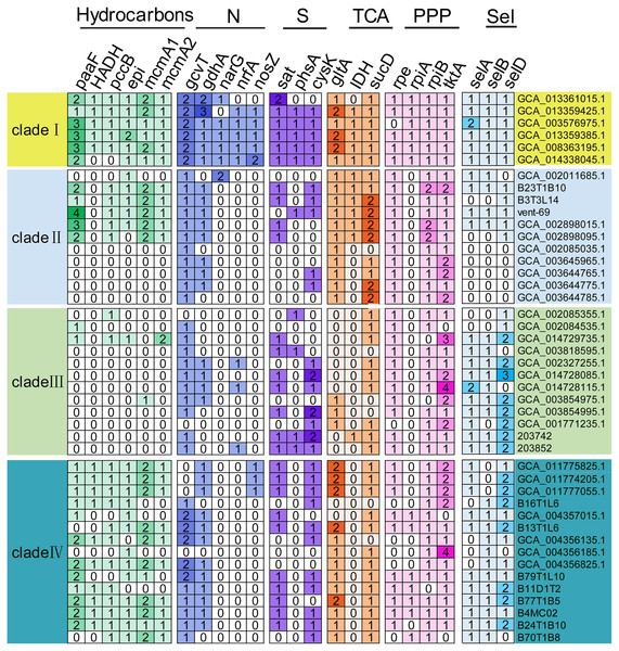 Genes involved in core metabolism predicted in KSB1 genomes.