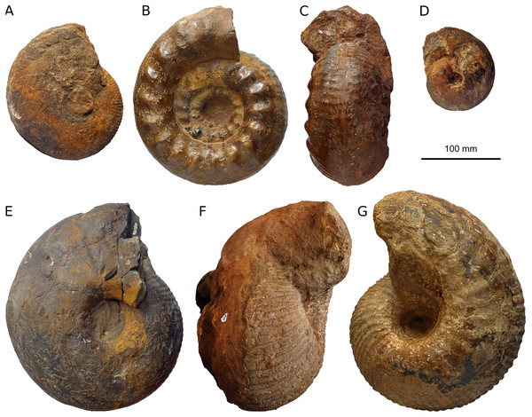 Ammonites from the iron ore mine at Herznach.