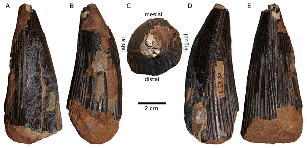 NMB L.D.37, the type of Ischyrodon meriani, in (A) mesial, (B) lingual, (C) apical, (D) labial, and (E) distal view.