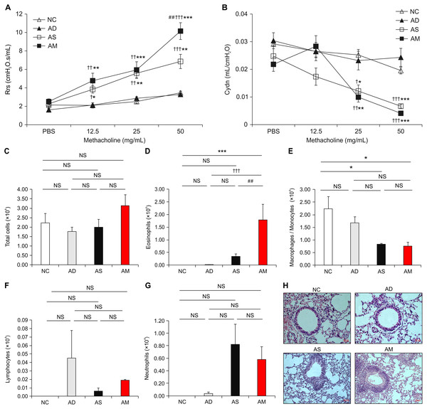 Analysis of airway hyperresponsiveness (AHR) and airway inflammation in the mouse model of Dermatophagoides pteronyssinus (Dp) extract-induced atopic march (AM).