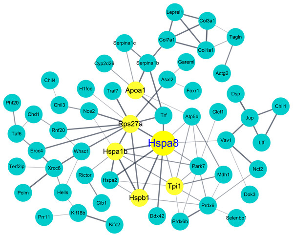 Protein–protein interaction (PPI) network and identification of heat shock protein 8 as a hub protein.