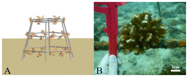 “Spider” structures used for coral restoration in Playa Jícaro, Culebra Bay, North Pacific of Costa Rica.