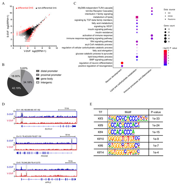 Differential chromatin accessibility landscape between S-SVF and V-SVF.