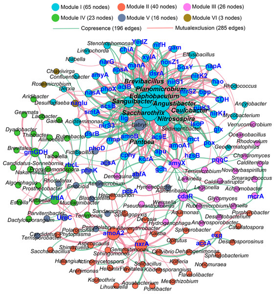 The co-occurrence network between the functional genes and all the bacterial genera appeared in all rhizosphere soil samples.
