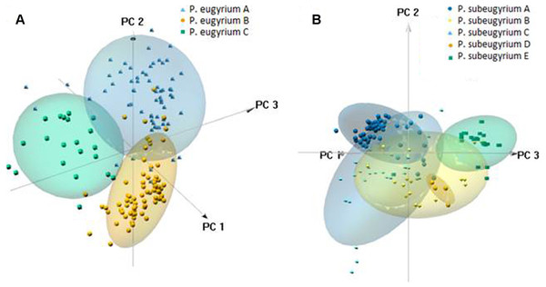 3-D PCA scatterplots of the observed occurrences (small symbols) and those predicted by model under 80% threshold (clouds) based on their distribution along the CHELSA bioclimatic variables used for modelling for P. eugyrium A–C (A) and P. subeugyrium A-E (B).