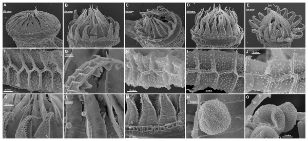 SEM images of peristomes and spores of selected subaquatic species of the genus Pseudohygrohypnum (all images from Holotypes except for I).