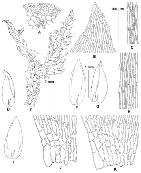 Pseudohygrohypnum sibiricum (from isotype MW9077400).