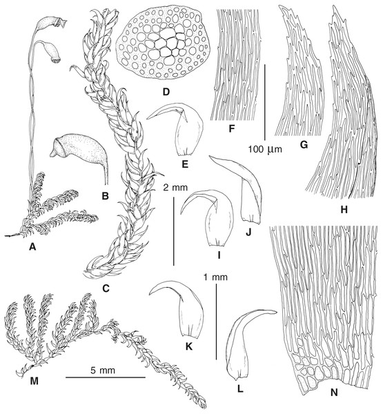 Pseudohygrohypnum subarcticum (from holotype).