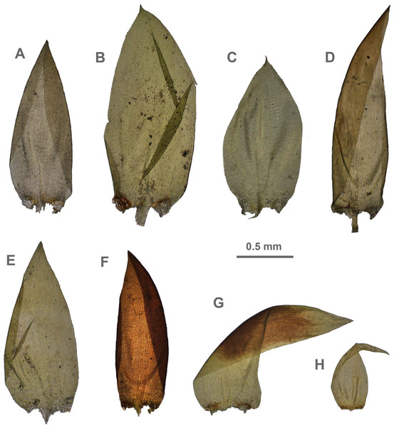 Stem leaves in plants from the revealed lineages of subaquatic Pseudohygrohypnum.