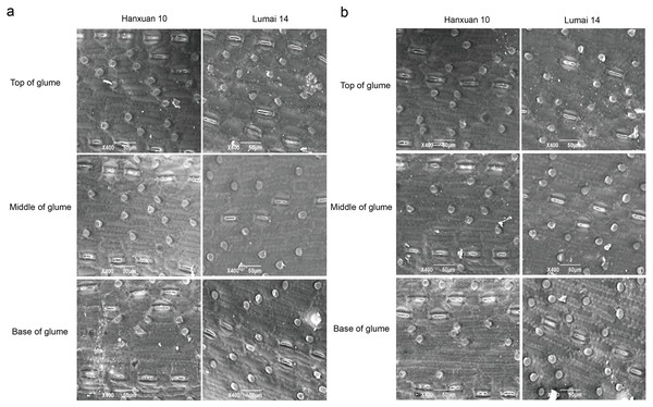 Distribution of stomata in different parts of wheat glumes observed in 2018 (A) and 2019 (B).