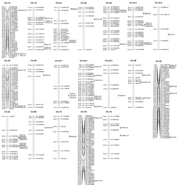 Distribution of QTLs for stoma-related traits on a high-density linkage map.