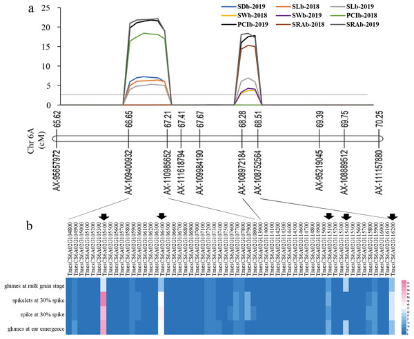 The locations of two QTL hotspots on chromosome and the candidate genes contained in the two regions.