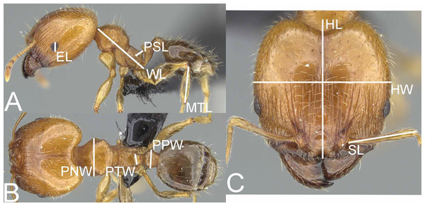 Pheidole megatron, illustrations of measurements (A–C).