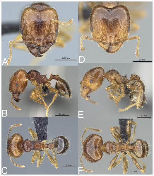 Pheidole spinosa.