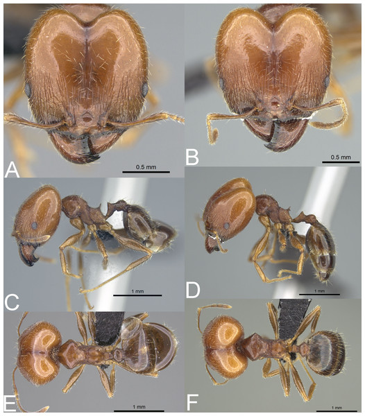 Pheidole spinosa nest sample (BLF04963).