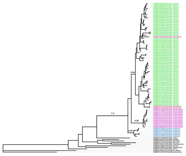 ML phylogeny of Pheidole COI sequences.